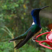 White-necked Jacobin